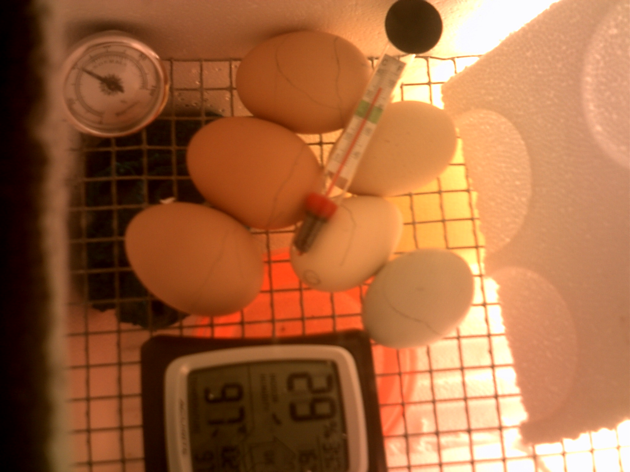 Day 18 LOCKDOWN lol's Fingers crossed i hope something hatches >.<
