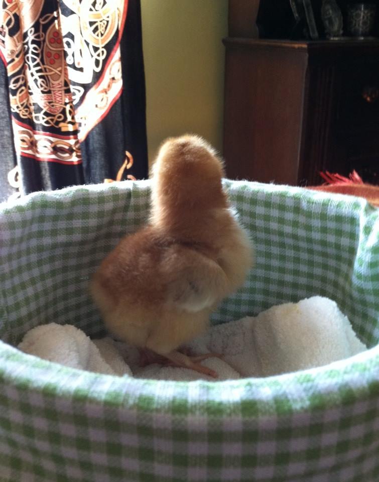 Day 2, check out tiny wing