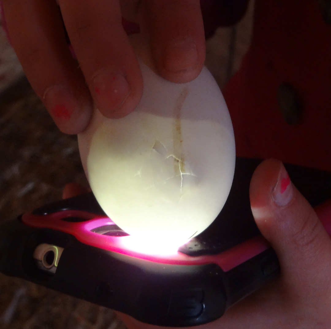 Day 20 candling