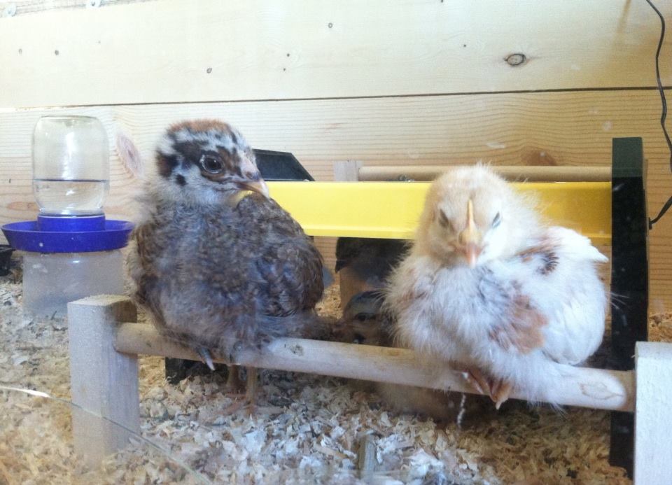 Day 20, Clara and Amelia perching