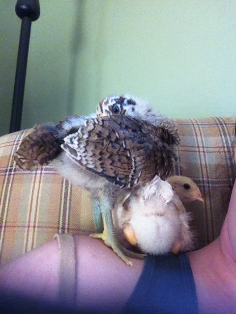 Day 20, Clara peeks from behind her wing while Amelia peers around her tail.