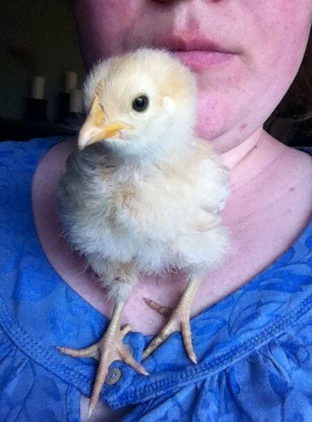 Day 22, Baby Buff is a good lap chicken, shoulder chicken and hear a chest chicken.  I'm actually standing up here.  She also likes standing on the back of my neck and head.