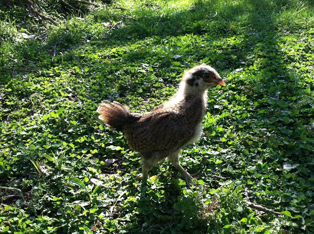 Day 23, Clara in the clover.  Check out that tail!