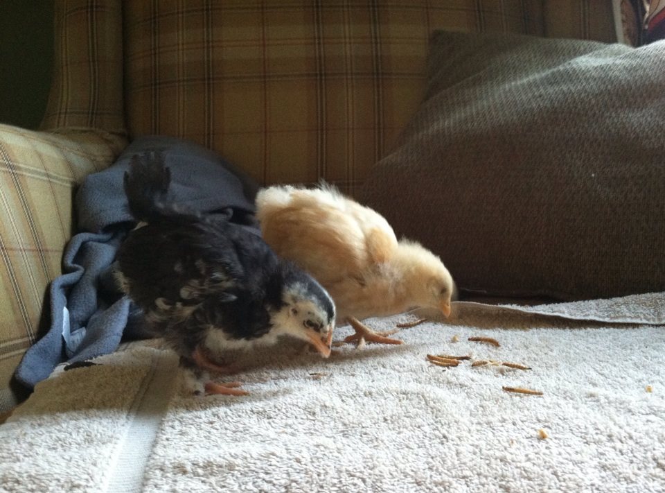 Day 25, dark and light.  Morgaine the Black Copper Marans and Baby Buff the Buff Orp are the closest in size at this point.
