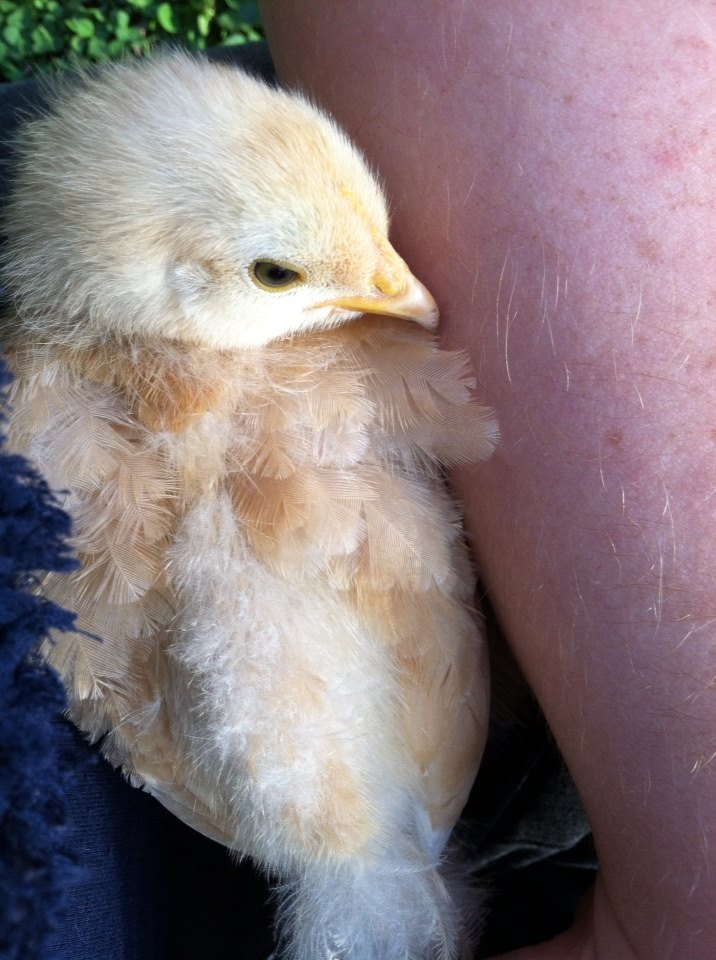 Day 26ish, sweet Baby Buff snuggled against my arm after foraging