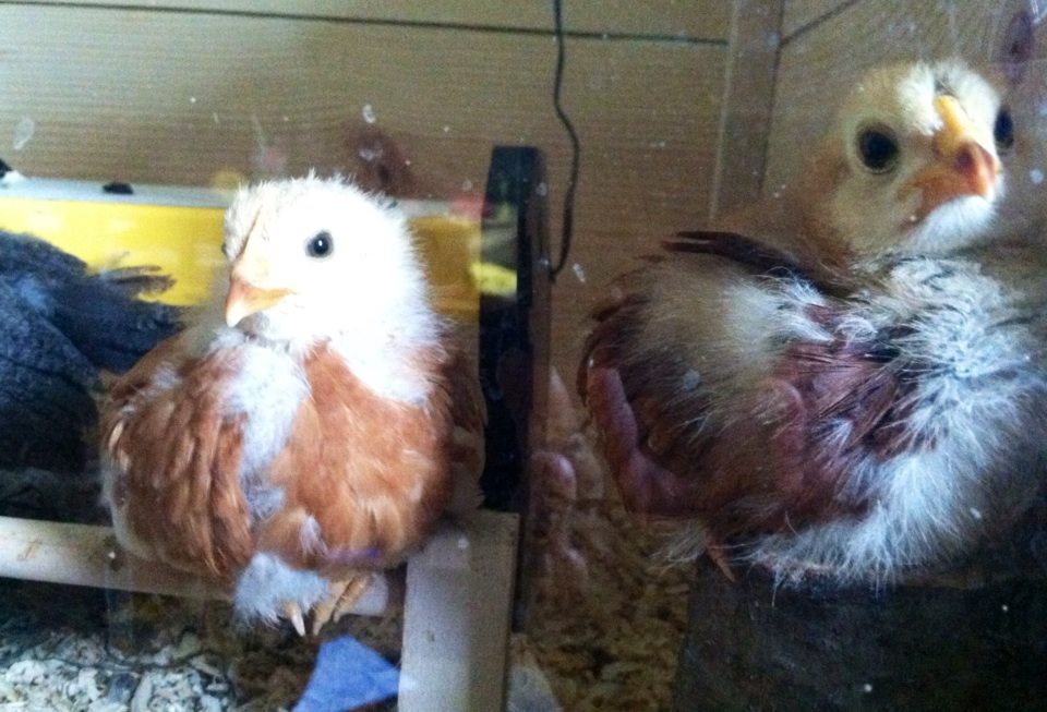 Day 27, Ginger and Mahogany- Amelia and the Buckeye