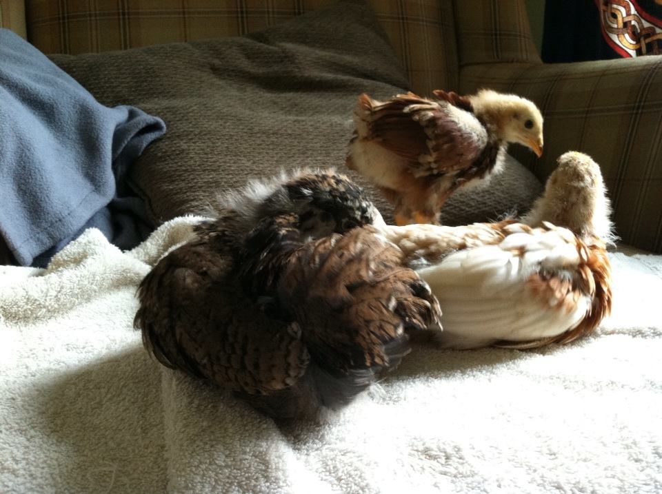 Day 29, 3 weeks, saying hello