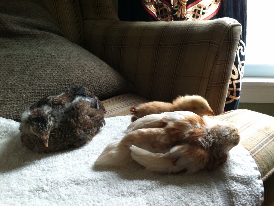 Day 29, 3 weeks, so small next to Amelia