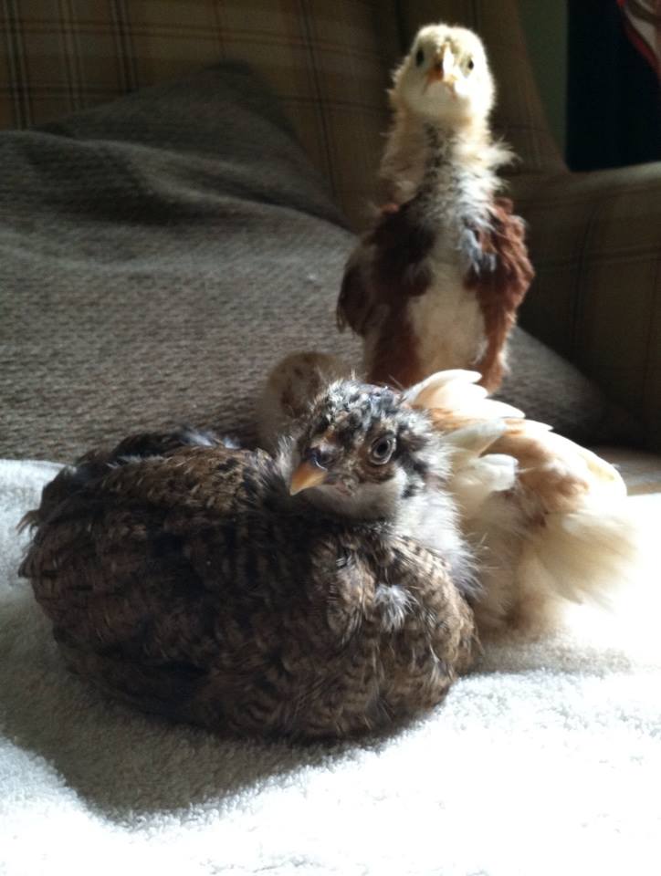 Day 29, 4 weeks, standing guard