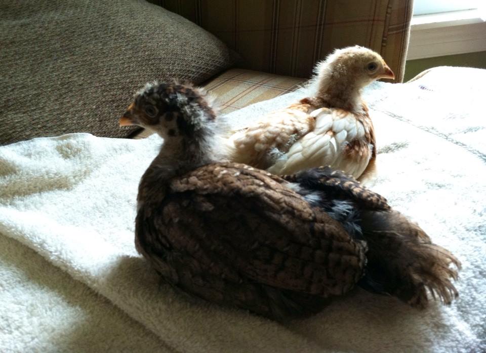 Day 29, Clara and Amelia relaxing this calm afternoon