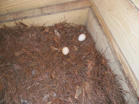 Day 3 another egg June 9 213