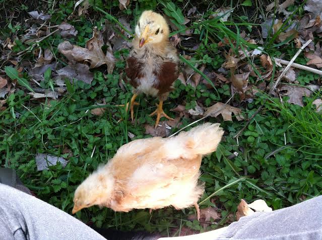 Day 30, Baby and the Buckeye