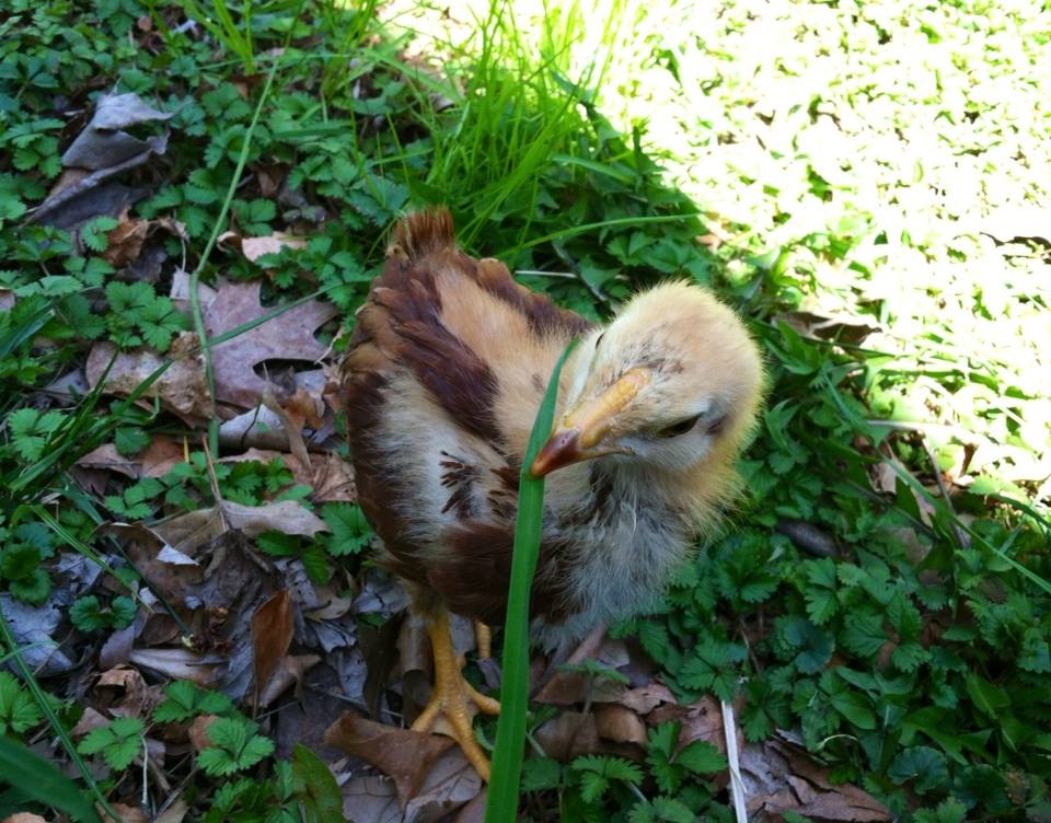 Day 30, blade of grass