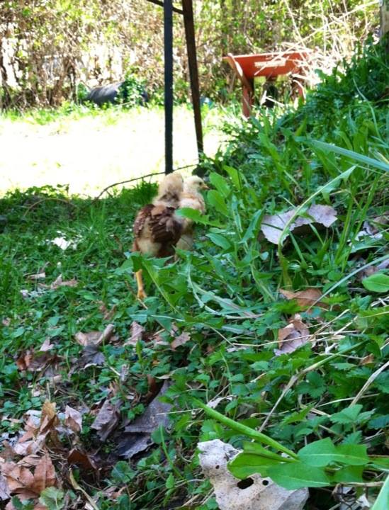 Day 30, exploring with Baby Buff