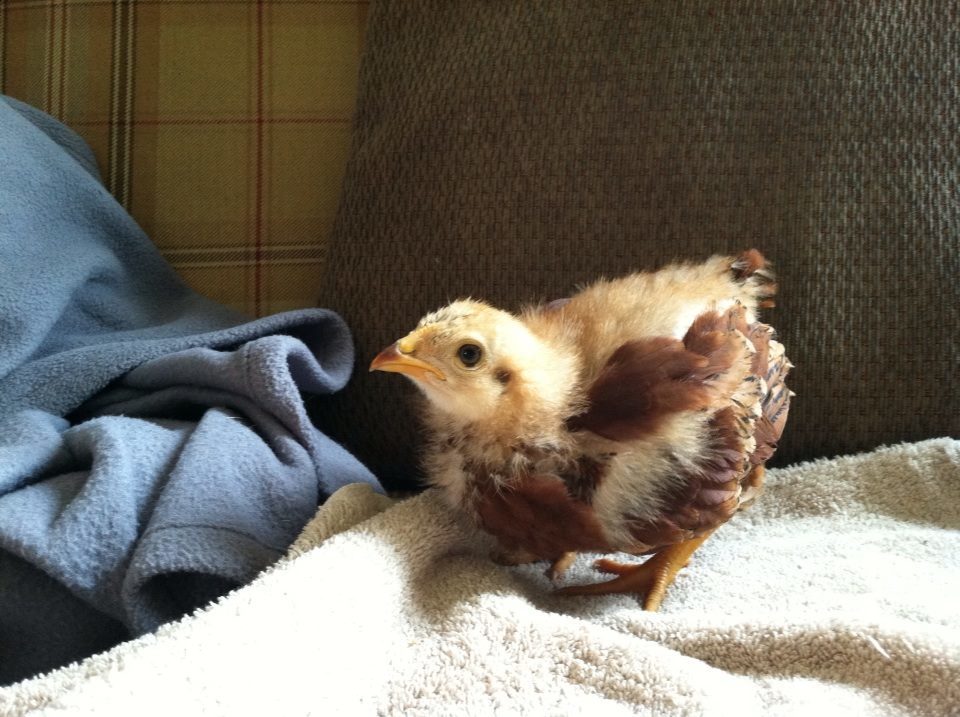 Day 31, about to pounce