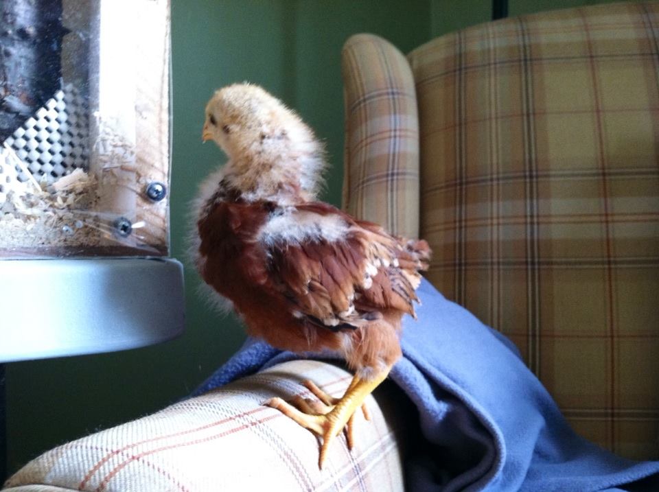 Day 31, Amelia's on the other side