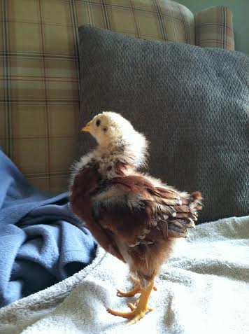 Day 31, sticking out the chest