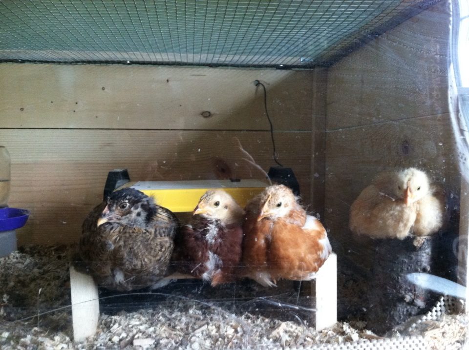 Day 33, Clara, the Buckeye, Amelia and Baby Buff.  Top three on the perch and our sweet fluffy orp on the stump.