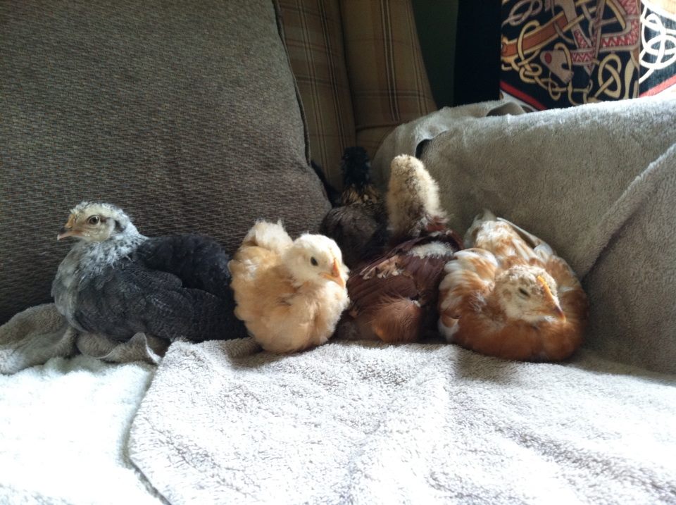 Day 34, quiet afternoon all piled in for a nap.  Victoria, Baby, the Buckeye and Amelia with Clara and Morgaine in the coveted cozy back corner