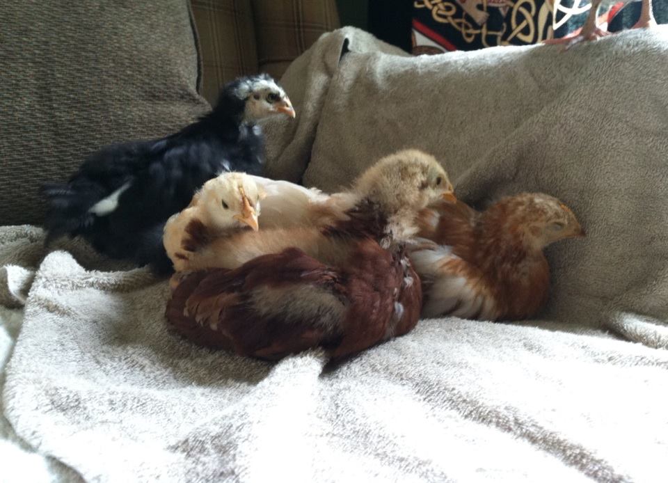 Day 34, snuggle pile