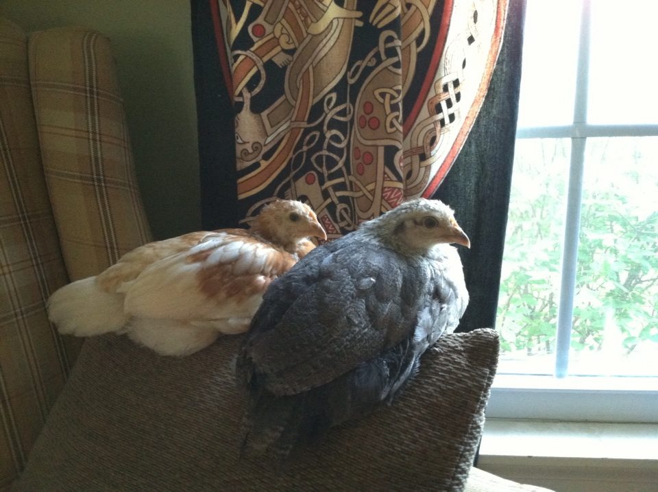 Day 35ish, Amelia and Victoria are actually seen perching or snuggling together quite a bit