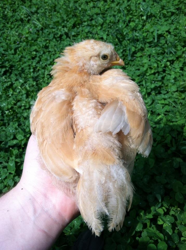 Day 36, Baby Buff in the hand, so scoopable!