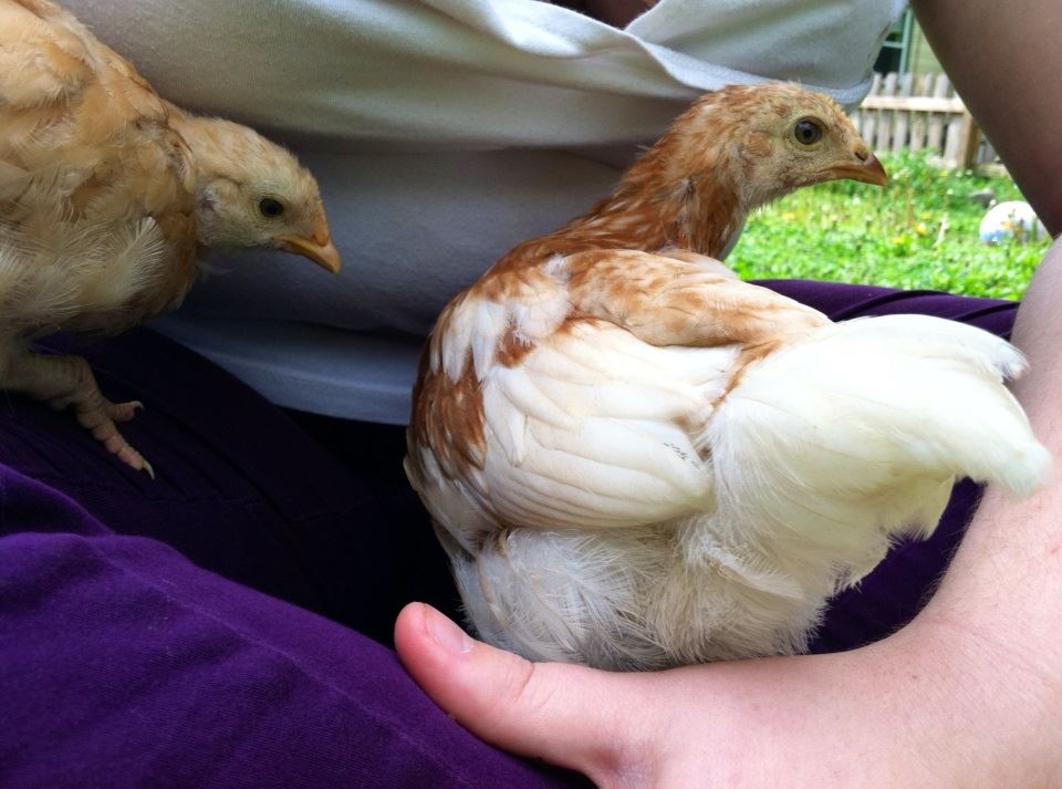 Day 36, lap chickens
