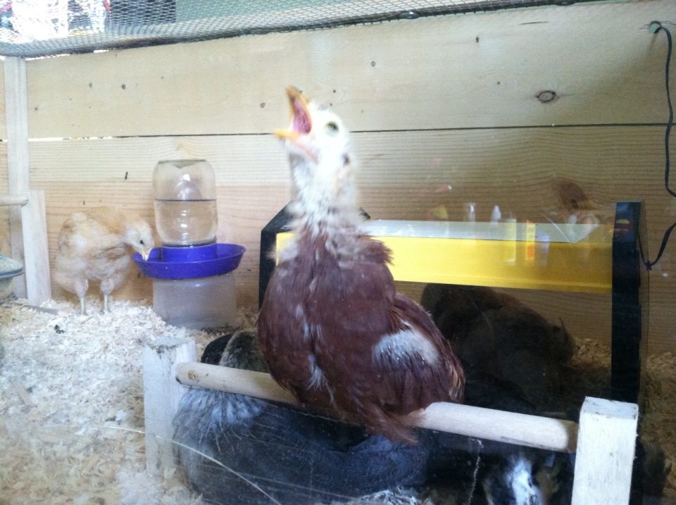 Day 36, practicing crowing?