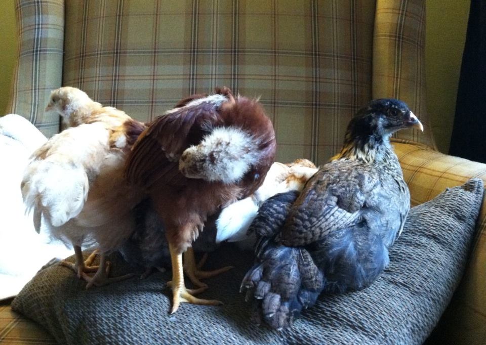 Day 38, preening