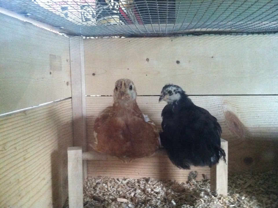 Day 39, Amelia and Morgaine on the high perch.  Morgaine often perches up here as she does not have a space on the low perch even though Baby Buff is allowed there.  I once witnessed the Buckeye bully Morgaine off the high perch too.