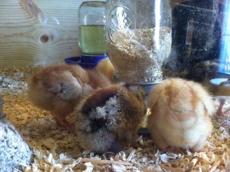 Day 4, fuzzy butts eating.  The Buckeye, Clara and Amelia.