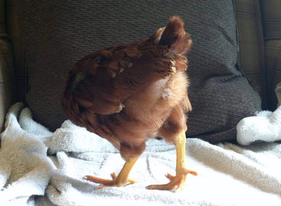 Day 41, farewell to the Buckeye.  I hope he is happy in his new home and that those older hens teach him some manners, if he learns to treat the ladies well he may grow to be both a handsome and useful roo, but he was constantly challenging our girls and it was getting to stressful, plus we can't have crowing in our neighborhood.