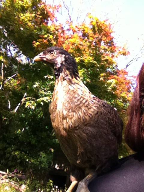 Day 43, Clara the shoulder hawk... err Easter Egger