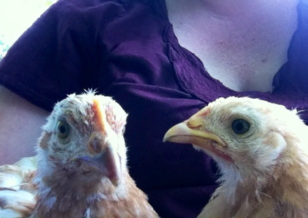 Day 45, lap chickens