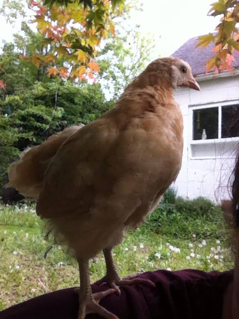 Day 45, shoulder chick