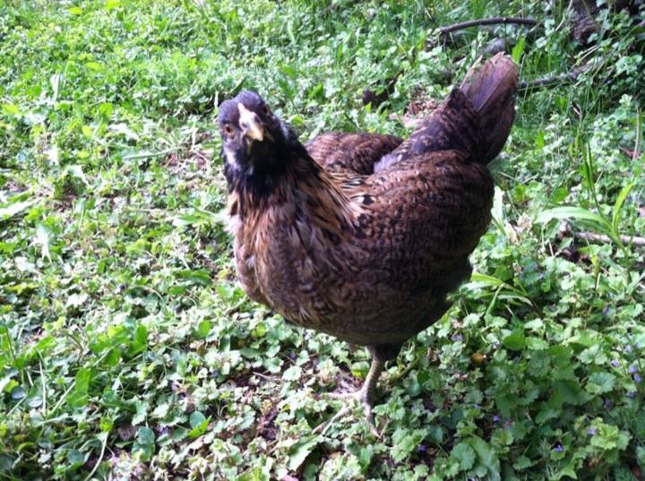 Day 46, Clara just ate a slug, hence the funny expression