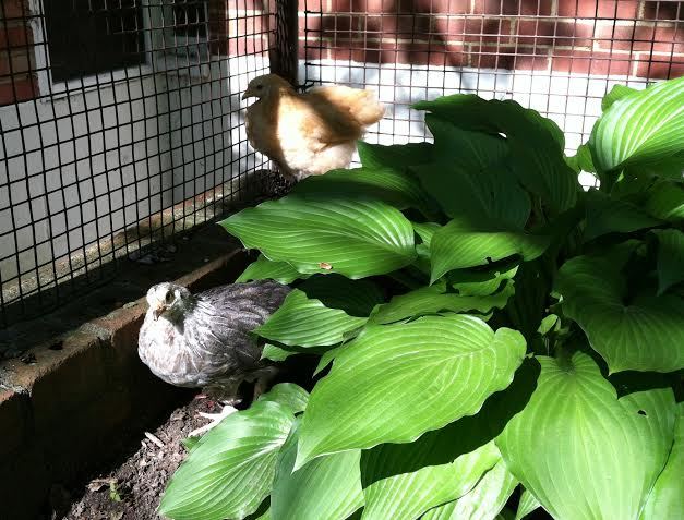 Day 47, hiding in the hostas