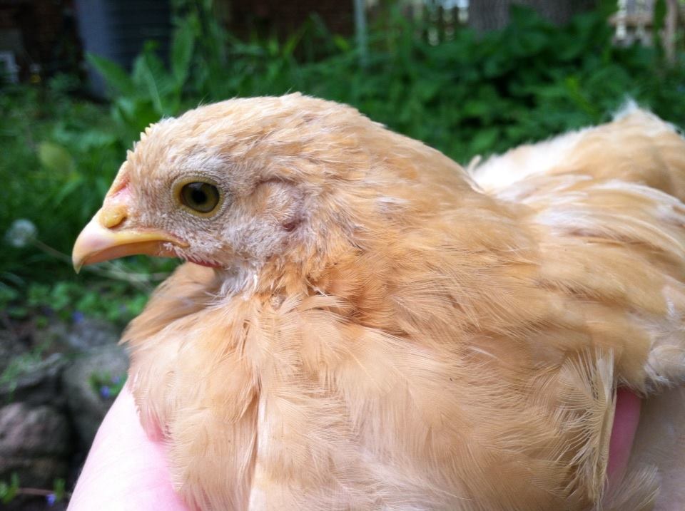 Day 47, just noticed Baby's wattles coming in after almost stepping on her and seeing a pink line under her beak.