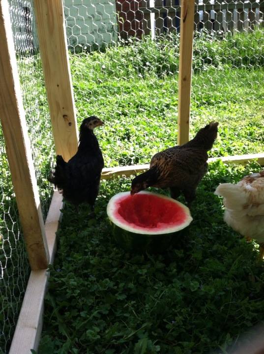 Day 49, watermelon in the finally built pen/tractor!