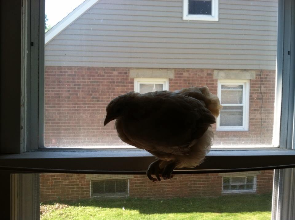 Day 50, she flew off my shoulder and onto the skinny dowel rod on the window