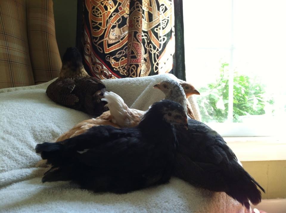 Day 51, the girls resting while I clean their brooder