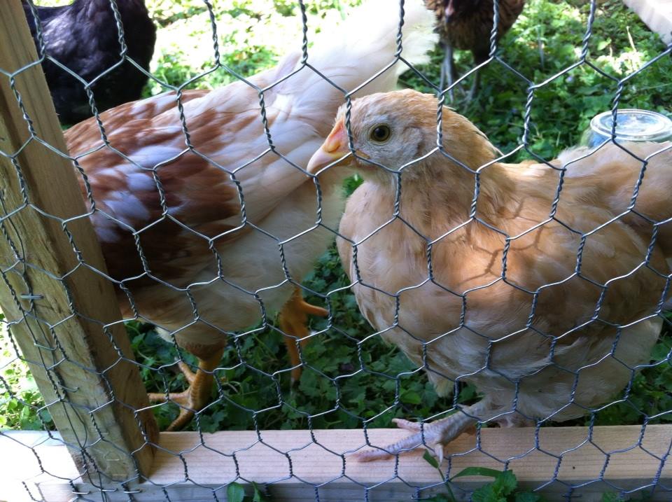 Day 52ish, Baby Buff wants to be a free range chicken