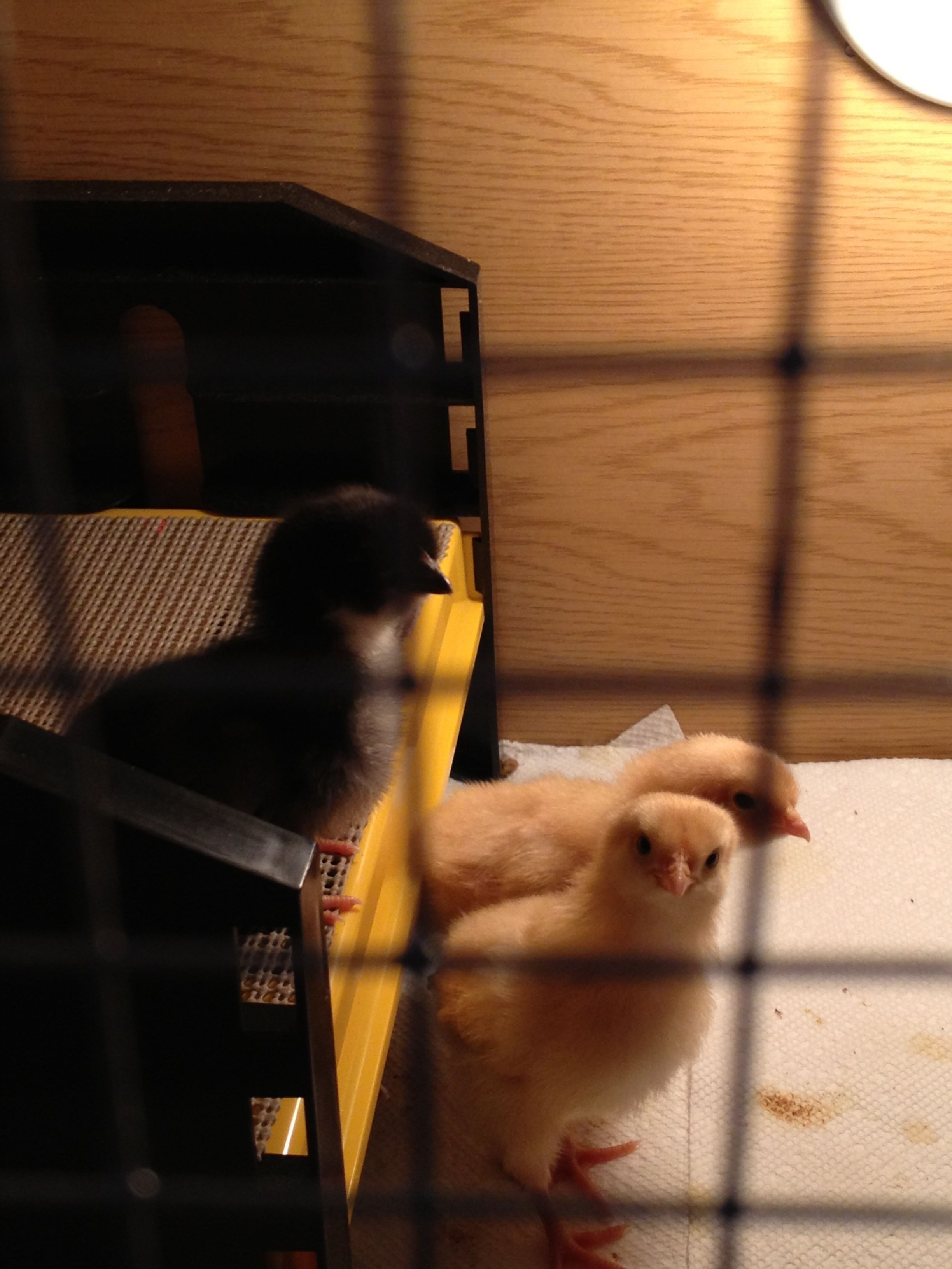 Day 6 wings feathers and tail feathers have developed.