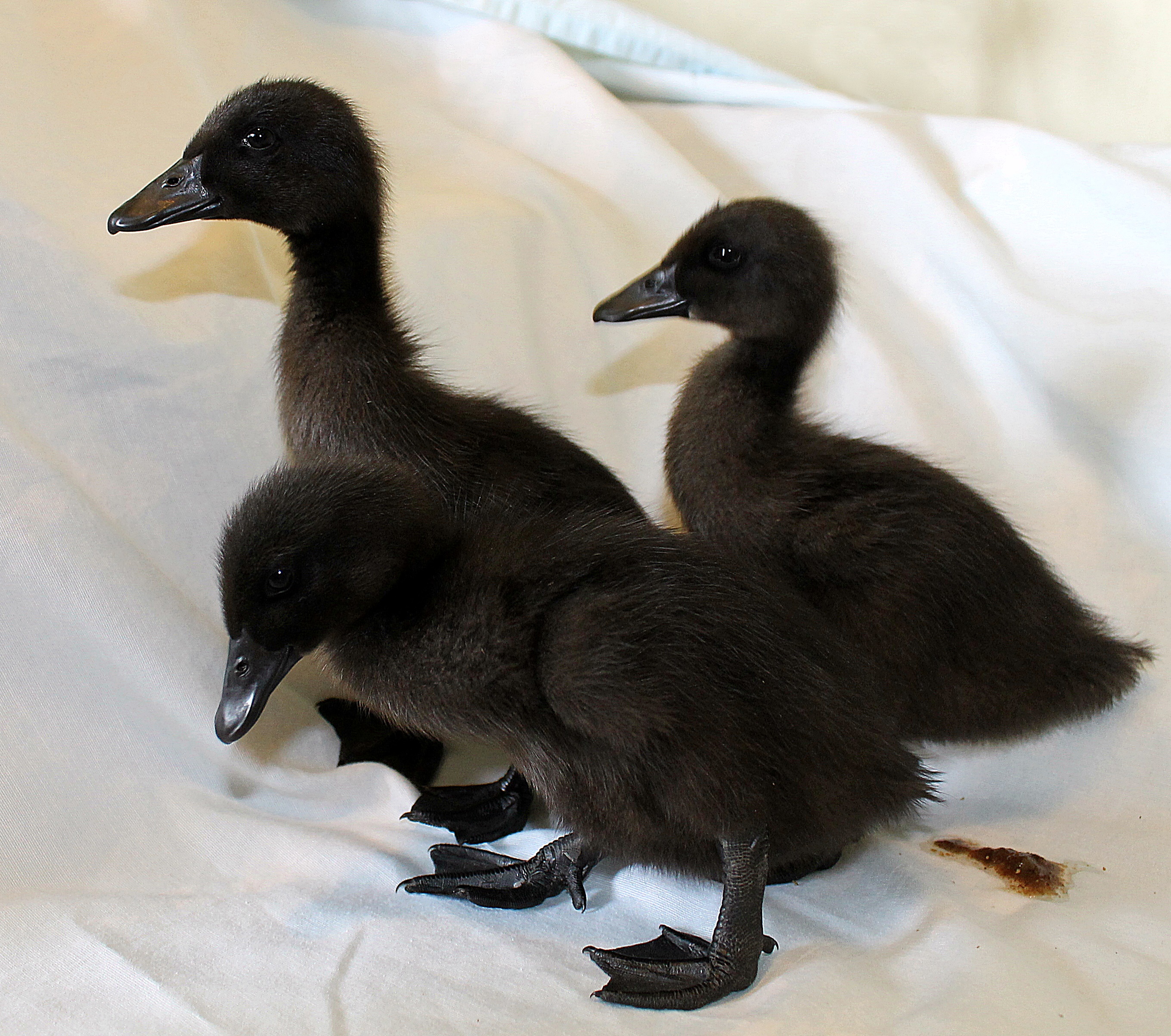 Day 7. (they would not stay still for me to get a good photo. lol)