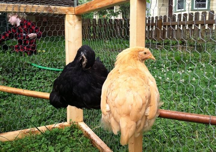 Day 74, perching with Morgaine
