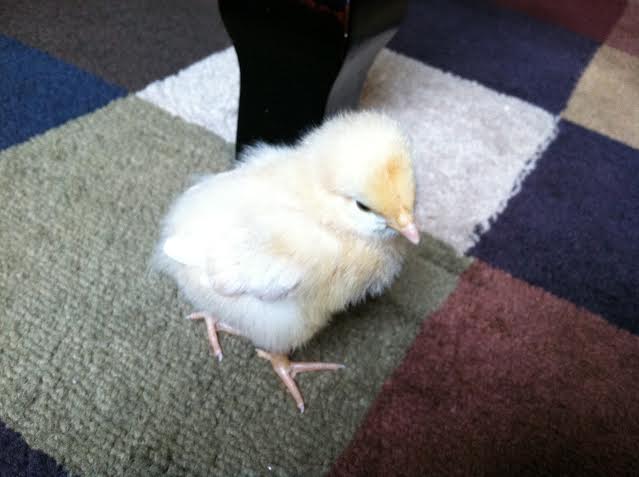 Day 8, exploring the carpet