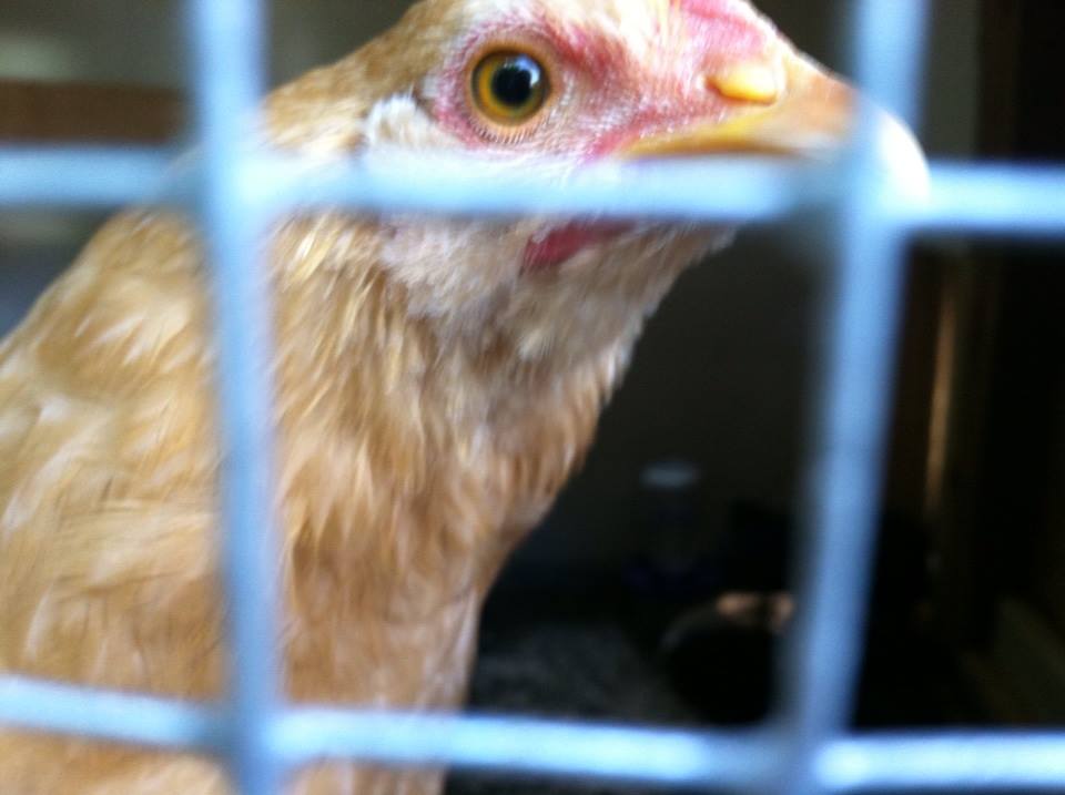 Day 86, Baby at the window