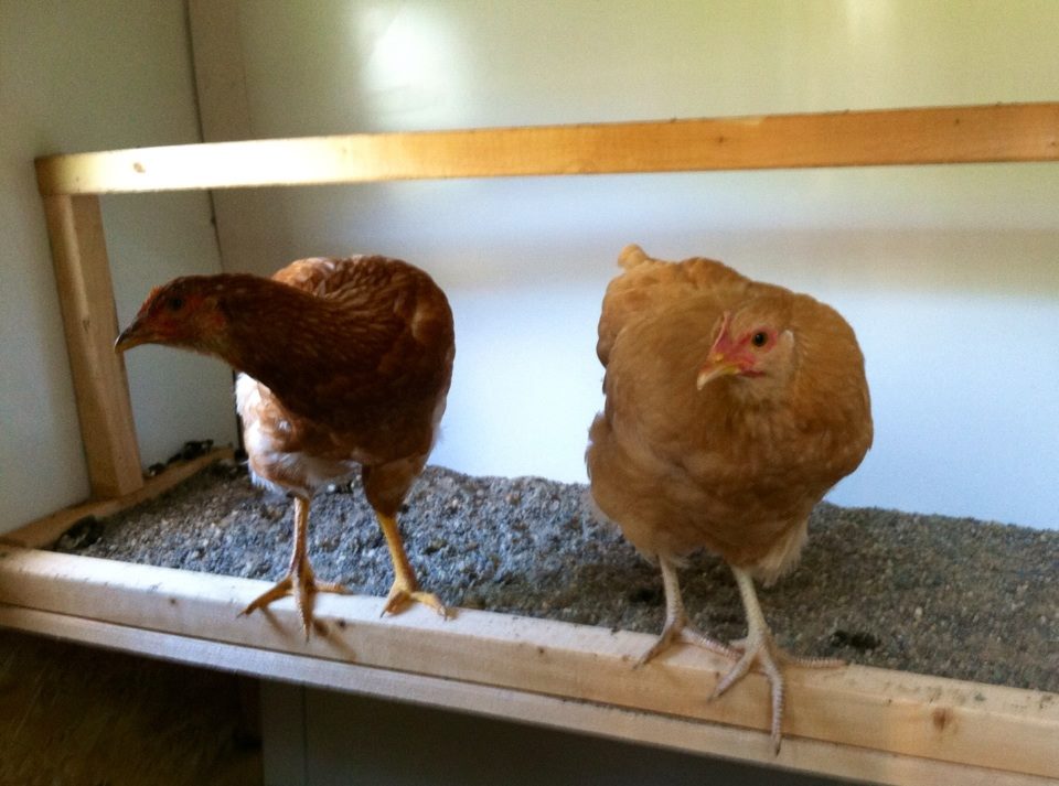 Day 86, in the new coop