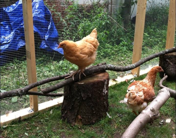 Day 91, walking the new perches