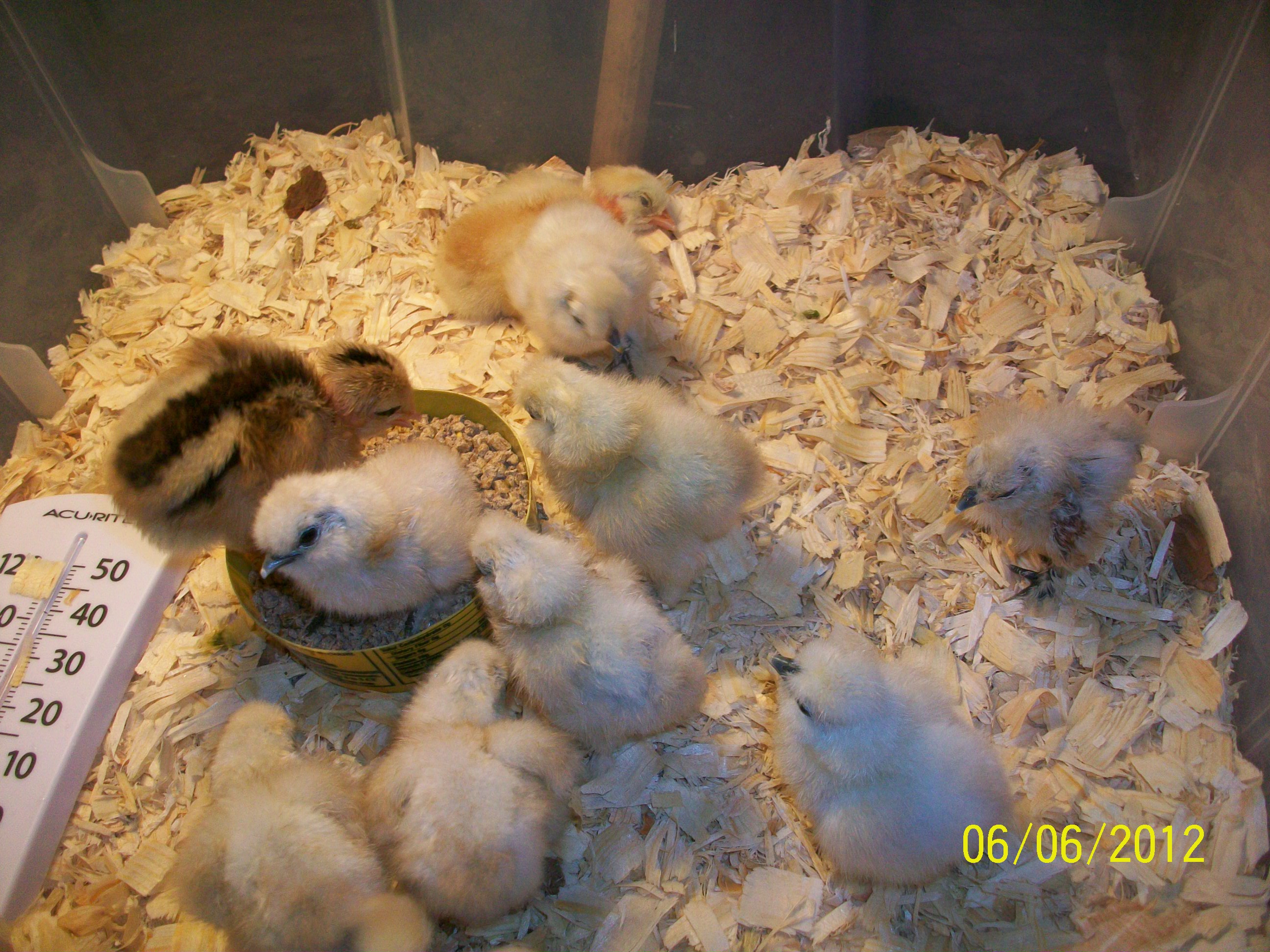 Day after they hatched! :)